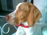 BUSCO NOVIA POINTER
