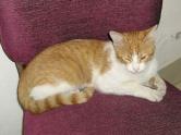gatito encontrado