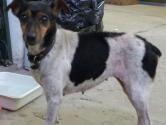 Perrita encontrada en Yerba Buena