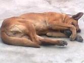 PERRO VIEJITO Y DE GRAN TAMAÑO  PERDIDO