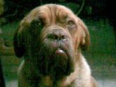 dogo de burdeo extraviado