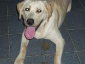urgente perdido