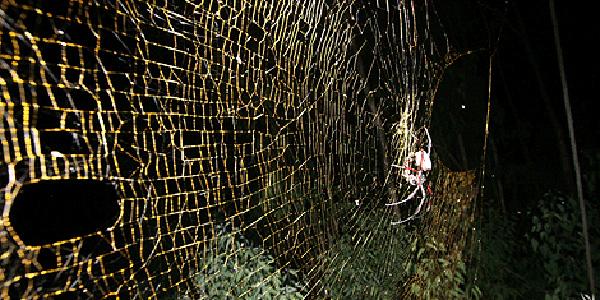 FAMOSAS. Las Nephila son conocidas por ser las arañas tejedoras más grandes. FOTOS TOMADAS DE 