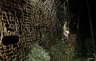 SUPERPOBLACION. Cada año se descubren más de 400 especies de araña.