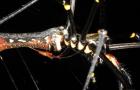 UNA PAREJA DESPAREJA. Macho de la araña bajo una hembra.