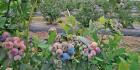 CASI LISTOS. La mejora en las condiciones climáticas favoreció el crecimiento de los blueberries.  LA GACETA/OSVALDO RIPOLL