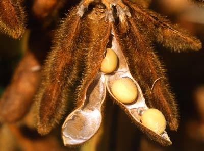 BIOTECNOLOGIA. La Eeaoc obtuvo sojas transgénicas de gran demanda. LA GACETA / ARCHIVO