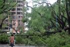 PARQUE AVELLANEDA. Un árbol cortó parte de la avenida. LA GACETA/INES QUINTEROS ORIO