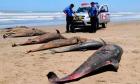 ¿Qué mató a más de 800 delfines en Perú?
