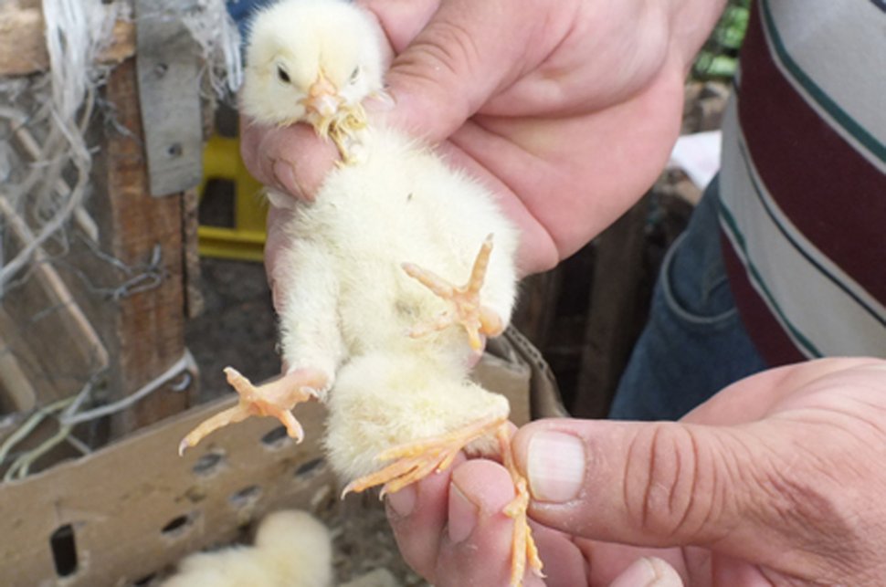 Nació un pollo con cuatro patas en Chile