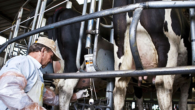 La lechería sigue cuesta abajo en la rodada - La Gaceta Tucumán