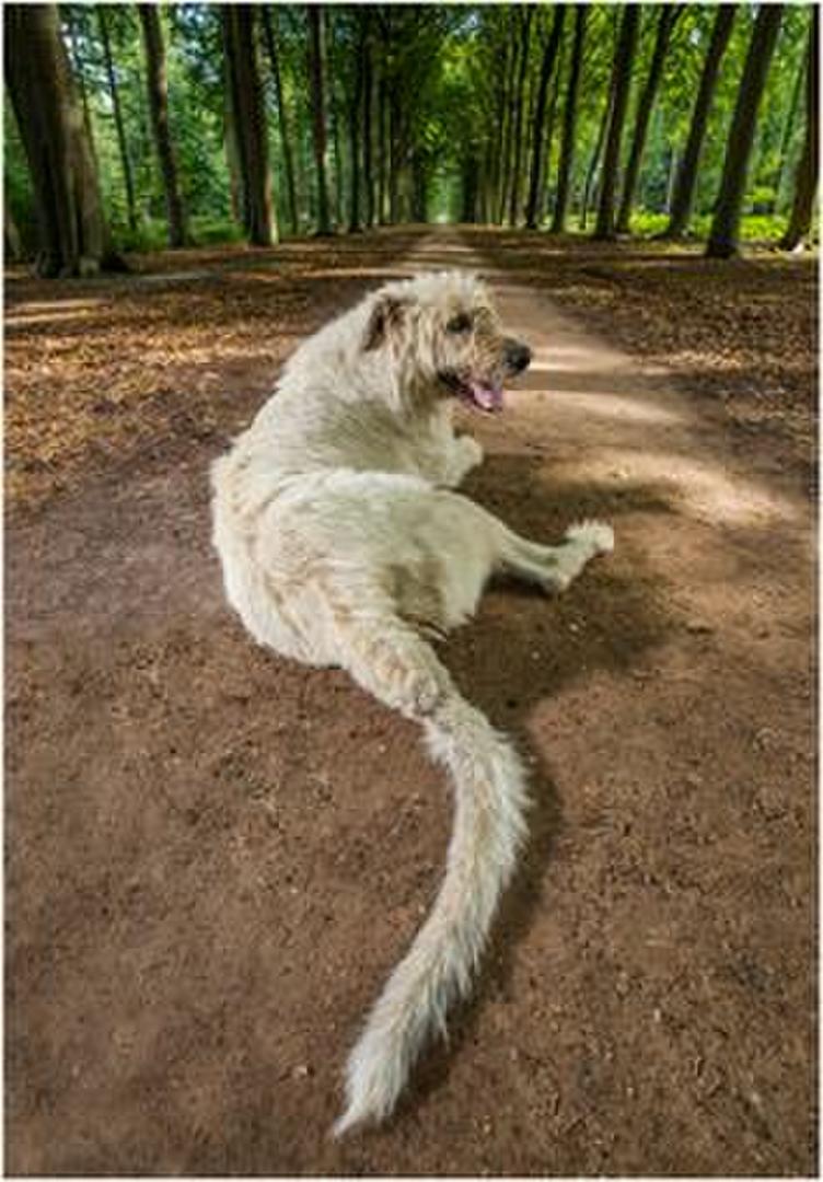 Keon, el perro gigante con la cola más larga - La Gaceta Tucumán (Registro) (blog)