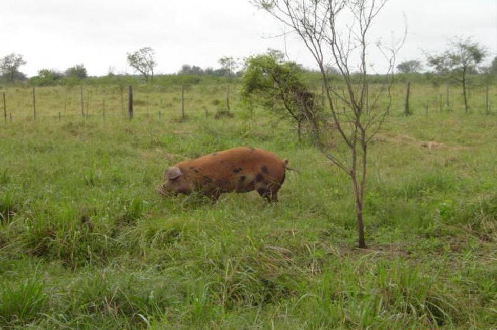 El INTA busca la formalización de los porcicultores familiares - La Gaceta Tucumán