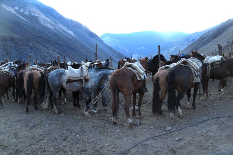 Los caballos descansan después de la expedición sanmartiniana. Esta tropilla fue montada en el borde chileno, como disponen las reglas fitosanitarias.