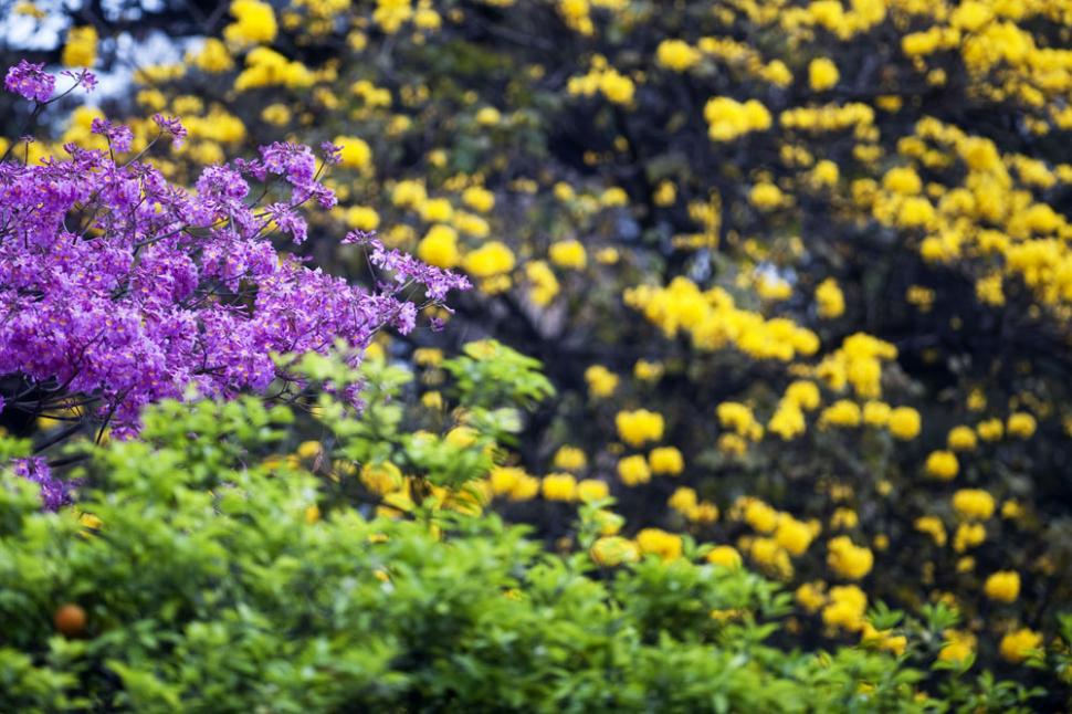 Tucumán el jardín multicolor LA GACETA Tucumán