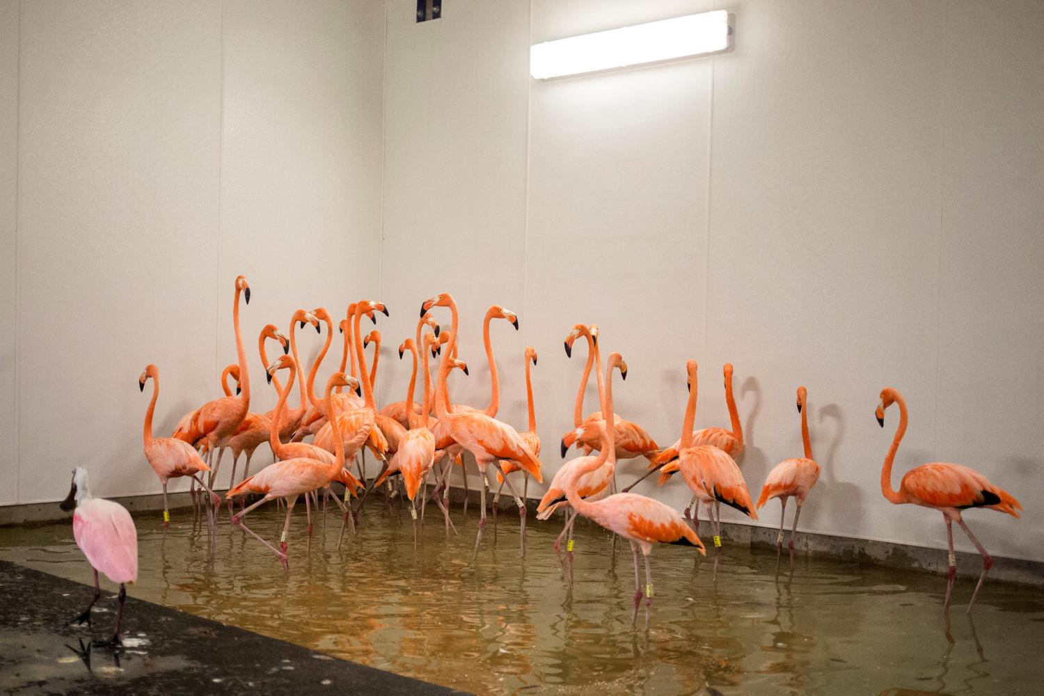 REFUGIADOS. Los flamencos del zoológico de Miami fueron trasladados a un refugio. REUTERS