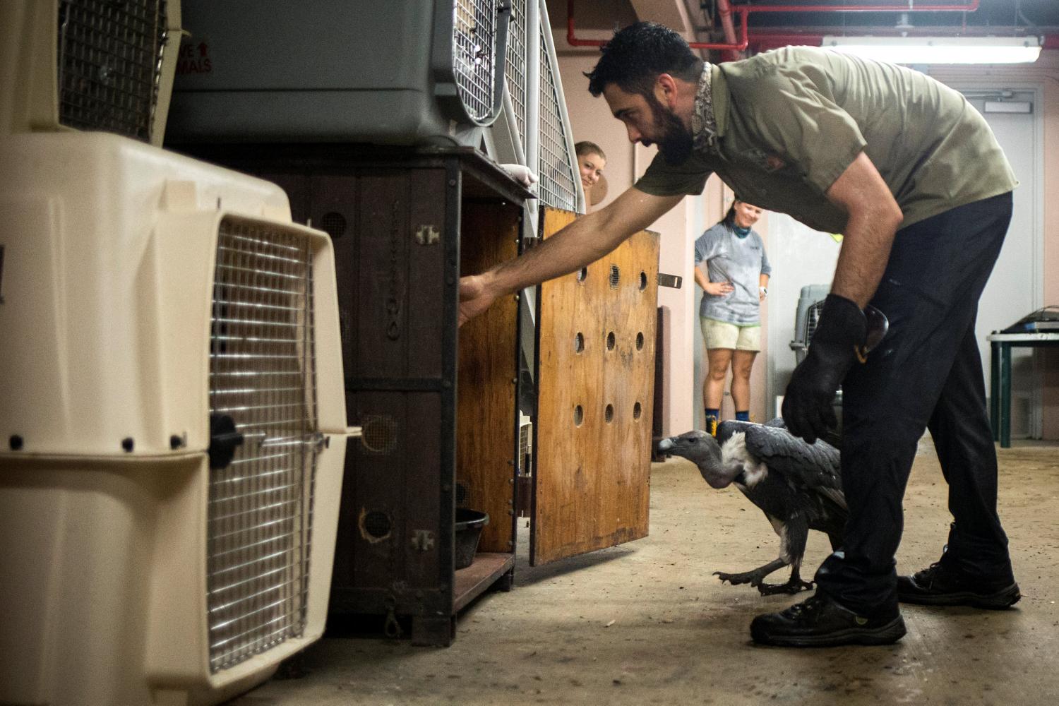 PROTECCIÓN. Un empleado del zoológico lleva los animales al refugio antes de que llegue el huracán. REUTERS