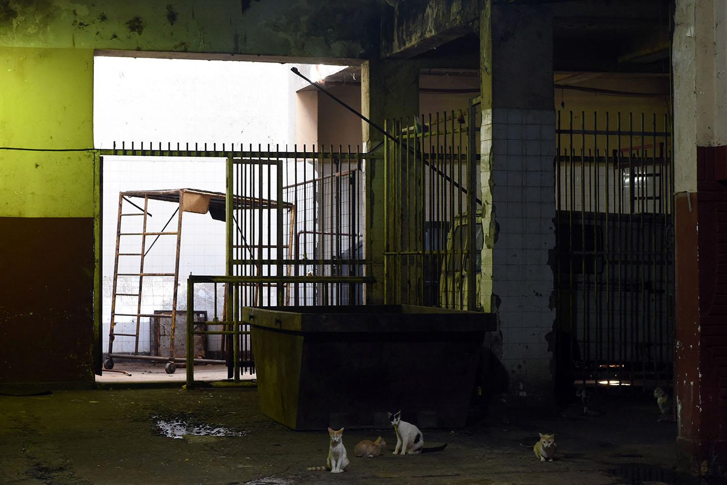 Las mascotas del lugar. Foto de Diego Aráoz.