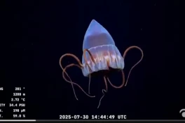 Las increíbles especies submarinas