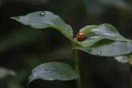 Percy Hill un “bosque” oculto en Tucumán