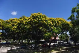 Ibirá pitá: el árbol que ilumina el verano tucumano
