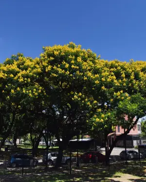 Ibirá pitá: el árbol que ilumina el verano tucumano