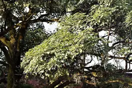 Entre calor y sombras, el cierre del verano