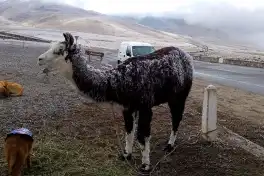 Postales de un domingo frío y blanco en El Infiernillo y en Tafí del Valle
