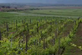 El Establecimiento San Vicente produce un vino que no se comercializa