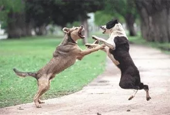 EN LAS SOMBRAS. En el país están prohibidas las luchas de perros, pero igual se hacen en forma clandestina.