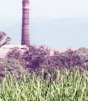 DAÑOS. Los productores creen que la sequía perjudicará la caña.