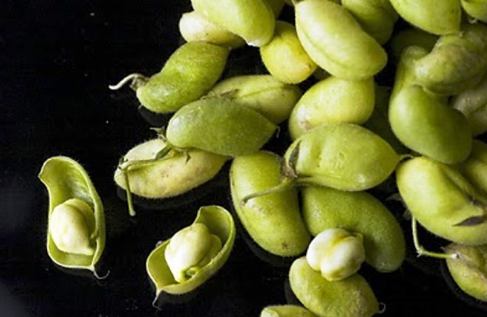 El garbanzo tiene futuro, pero los productores deben ser ordenados para