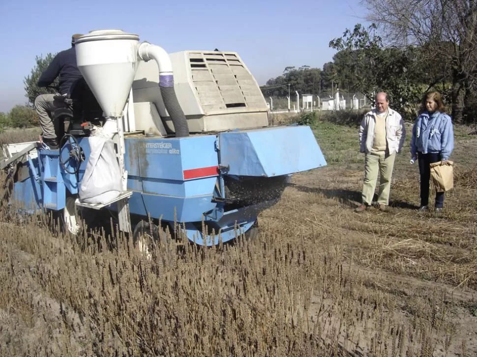 VERIFICACIONES. Los técnicos de la Eeaoc observan la evolución del cultivo y el proceso de cosecha de la semilla.