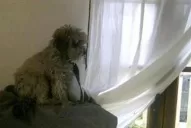 Un caniche toy se perdió en un vuelo de Aerolíneas Argentinas