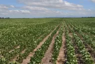 Las inadecuadas condiciones hídricas y térmicas complican la producción 2011-2012