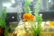 Elegí los peces que  más te gusten