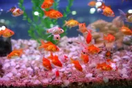 Armá una pecera y dale vida a tu casa