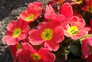 Llená de color tu jardín