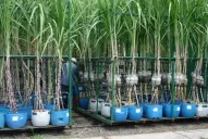 Producir un nuevo cultivar demanda 12 años