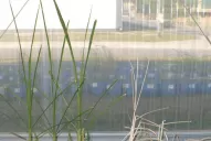 La caña transgénica aportará ventajas comparativas a la agroindustria sucroalcoholera