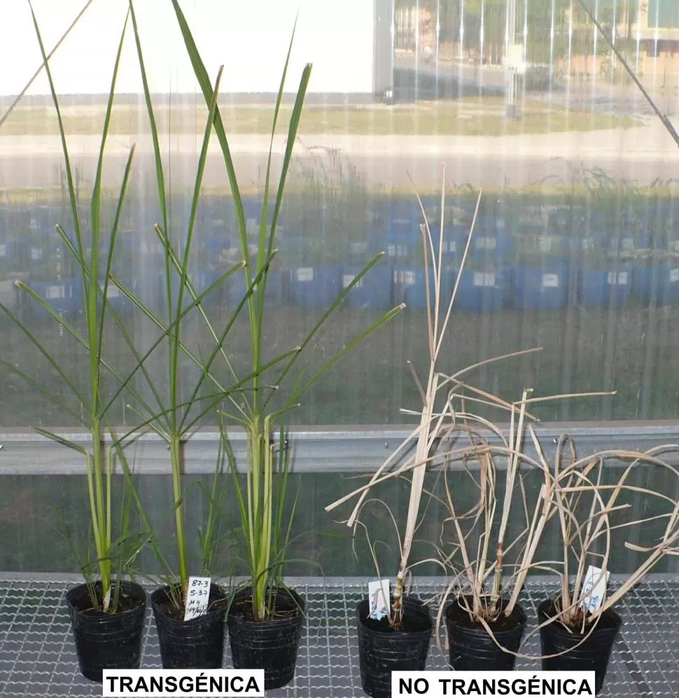 CONTRASTE. La planta tolerante al glifosato (izquierda), modificada genéticamente, se muestra vital y verde.  