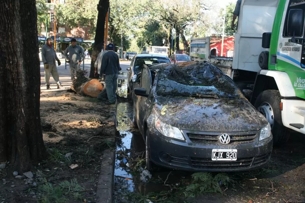 UN MAL TRAGO. El dueño del VW no pudo hacer nada para evitar que el árbol dañara su auto, en el parque Avellaneda. GENTILEZA MARCOS VALDEZ