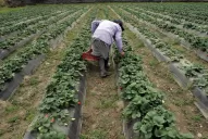 Se prevé buena producción en calidad y cantidad