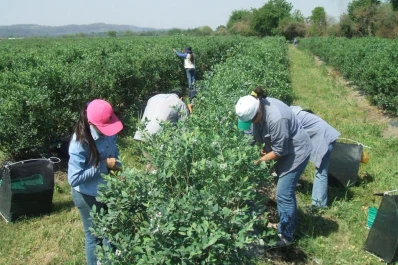 Tucumán es el jardín de la producción de frutas finas
