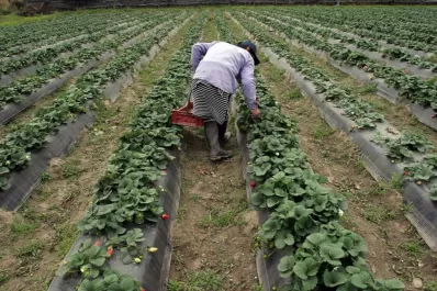 Se prevé buena producción en calidad y cantidad