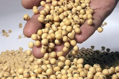 El precio de la soja se retrajo tras un informe del USDA