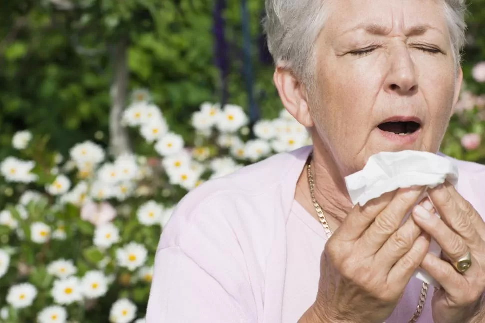 HEREDITARIA. La alergia (que puede manifestarse por medio de estornudos, enrojecimientos, urticaria y otras afecciones) tiene una base genética. 