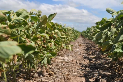 La agricultura del Norte Argentino está en crisis  por la grave y generalizada sequía