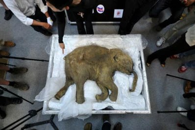 Lyuba, el mamut bebé de 42.000 años, sale de gira