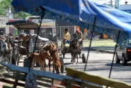 Erradicar los carros, un acto de humanidad